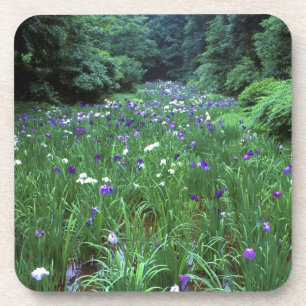 Posavasos Hana Shobu (Iris Japonesa de Agua), Santuario Meij