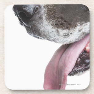 Posavasos Harlequin de jadeo great dane