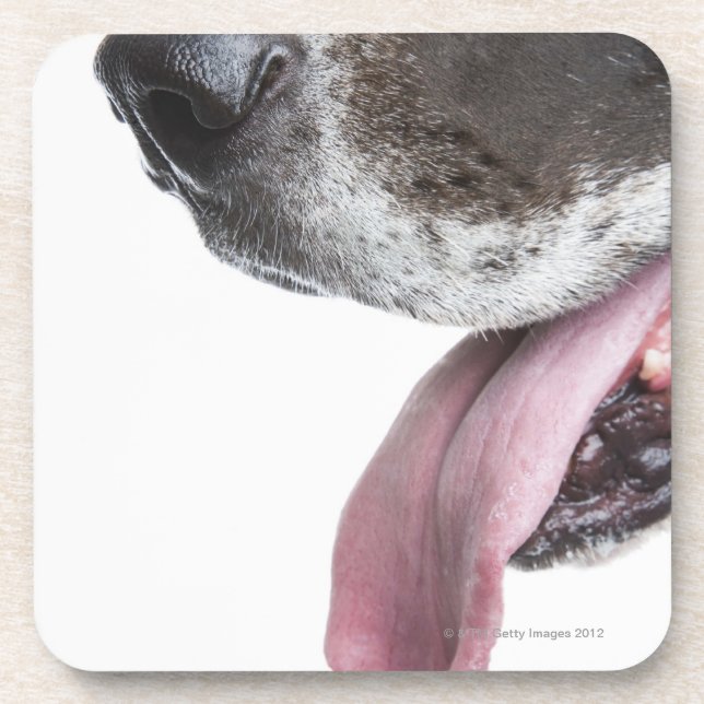 Posavasos Harlequin de jadeo great dane (Frente)