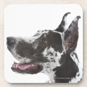 Posavasos Harlequin great dane