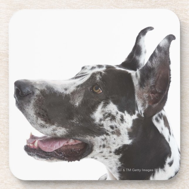 Posavasos Harlequin great dane (Frente)