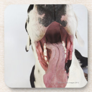 Posavasos Harlequin great dane con la boca abierta, primer,