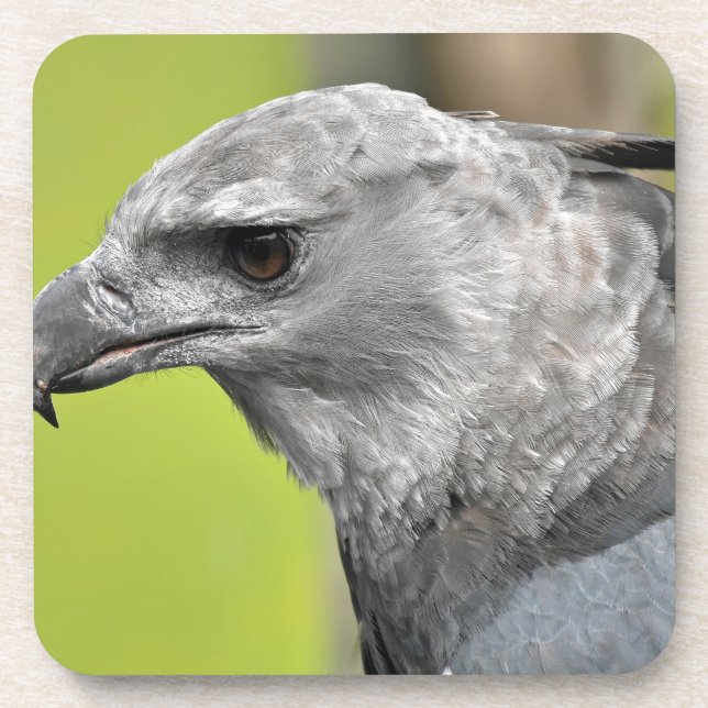 Posavasos Harpy Eagle 2.JPG (Frente)