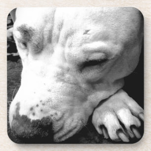 Posavasos harry potter scar dog white pit bull