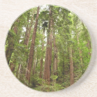 Posavasos Hasta Redwoods I en el Monumento Nacional Muir Woo