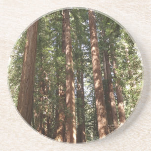 Posavasos Hasta Redwoods II en el Monumento Nacional Muir Wo