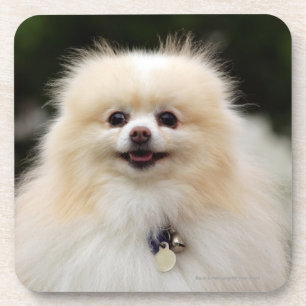 Posavasos Headshot 1 de Pomeranian