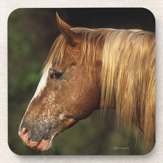 Posavasos Headshot 1 del caballo del Appaloosa (Frente)