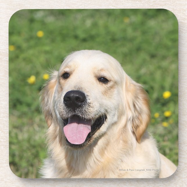 Posavasos Headshot 1 del golden retriever (Frente)
