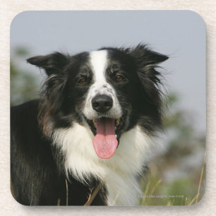 Posavasos Headshot 1 del jadeo del border collie