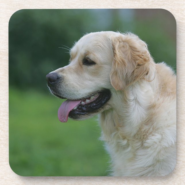 Posavasos Headshot 2 2 del golden retriever (Frente)