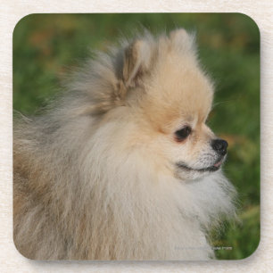 Posavasos Headshot 2 de Pomeranian