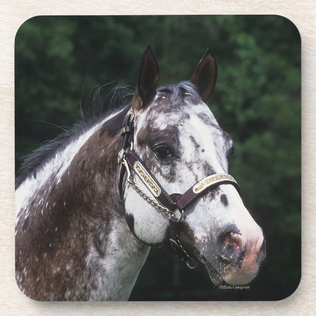 Posavasos Headshot 2 del caballo del Appaloosa (Frente)
