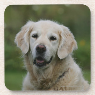Posavasos Headshot 2 del golden retriever