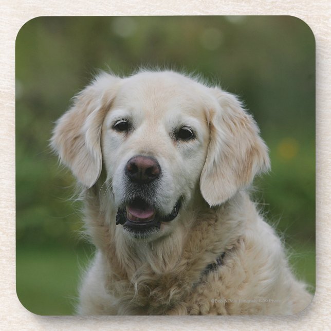 Posavasos Headshot 2 del golden retriever (Frente)
