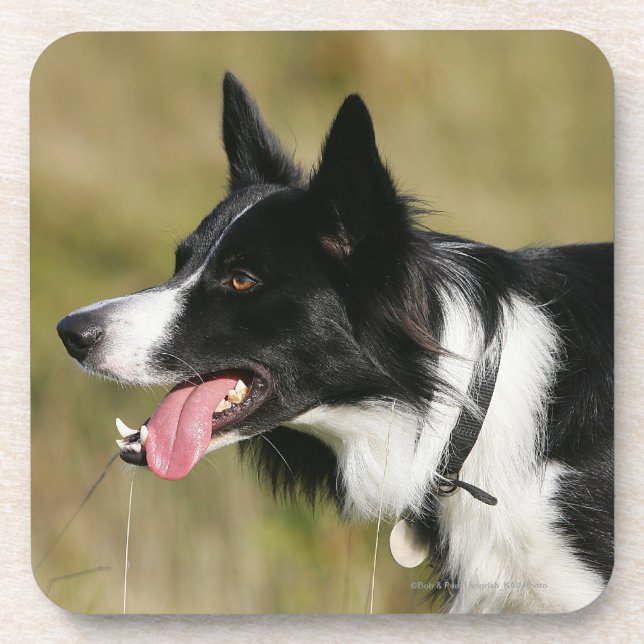 Posavasos Headshot 2 del jadeo del border collie (Frente)