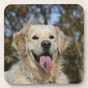 Posavasos Headshot 3 del golden retriever