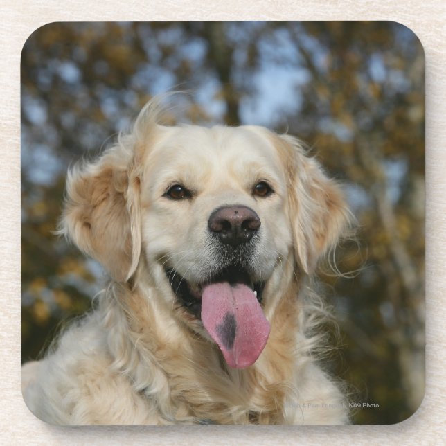 Posavasos Headshot 3 del golden retriever (Frente)
