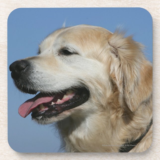 Posavasos Headshot 4 del golden retriever (Frente)