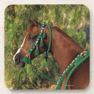 Posavasos Headshot árabe del caballo con el freno