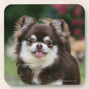 Posavasos Headshot de pelo largo 1 de la chihuahua