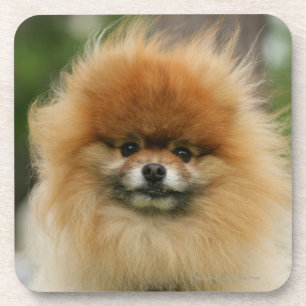 Posavasos Headshot de Pomeranian que mira la cámara