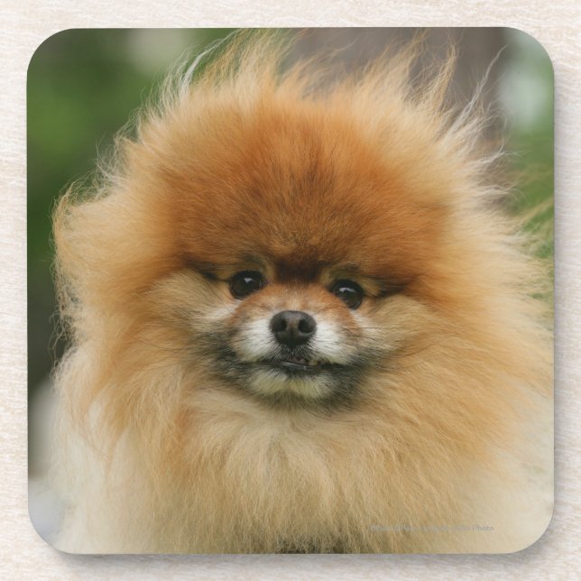 Posavasos Headshot de Pomeranian que mira la cámara (Frente)