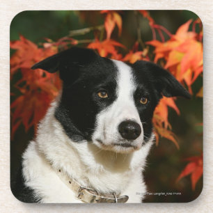 Posavasos Headshot del otoño del border collie