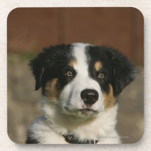 Posavasos Headshot viejo del perrito del border collie de 12