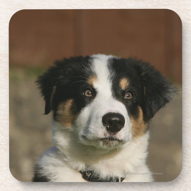 Posavasos Headshot viejo del perrito del border collie de 12 (Frente)
