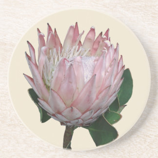 Posavasos Helado de Flor de Protea