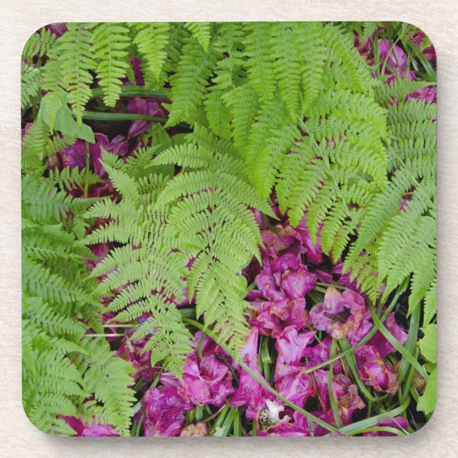 Posavasos Helechos del bosque con pétalos de flores rosas en (Frente)