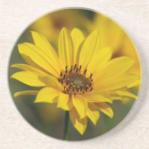 Posavasos Helenio de la margarita amarilla