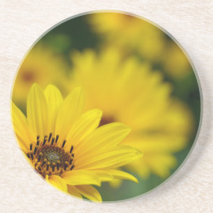 Posavasos Helenio de la margarita amarilla