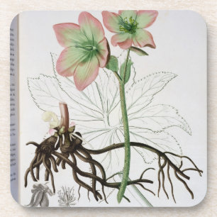 Posavasos Helleborus Niger de "Phytographie Medicale" por J