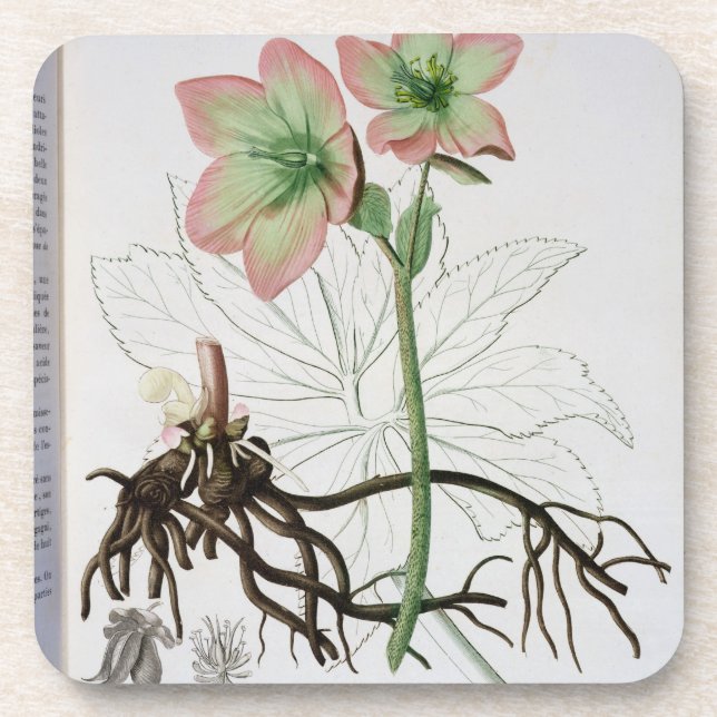 Posavasos Helleborus Niger de "Phytographie Medicale" por J (Frente)