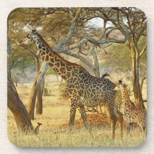 Posavasos Hembra adulta y jirafa joven, Giraffa
