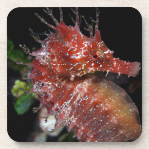 Posavasos Hembra Begur del potro del Seahorse el  