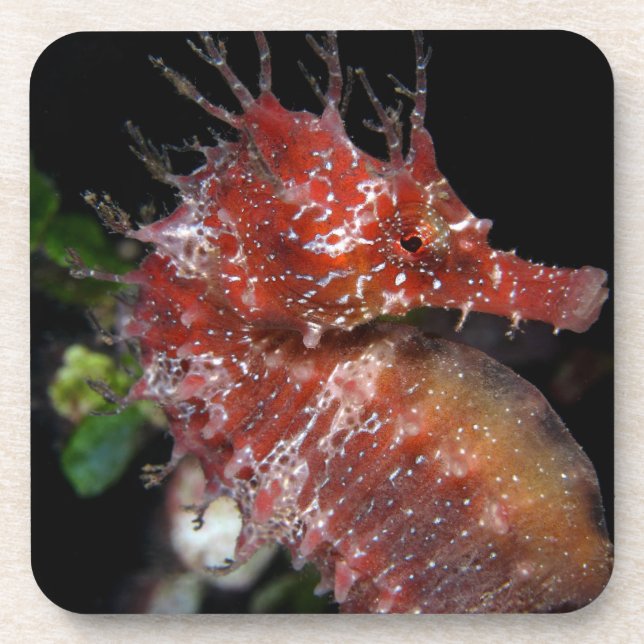 Posavasos Hembra Begur del potro del Seahorse el | (Frente)