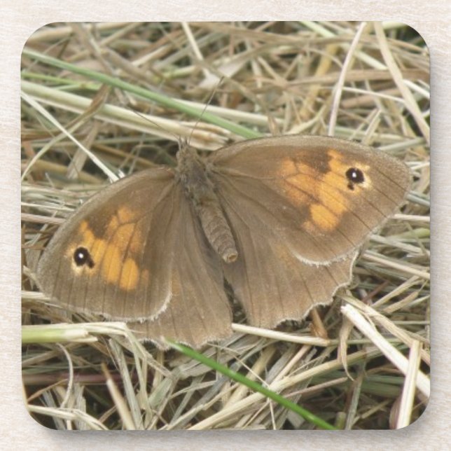Posavasos Hembra de pradera marrón mariposa de montaña (Frente)