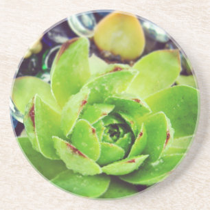 Posavasos Hen y Chicks