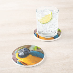 Posavasos Hermosa ave dorada de loro azul