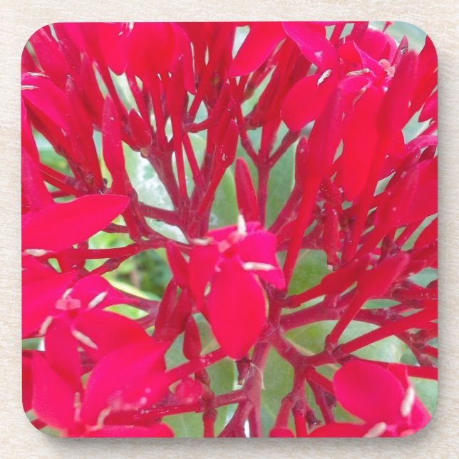 Posavasos Hermosa Flor De Sangre Leve Arte Impresión/Gráfico (Frente)
