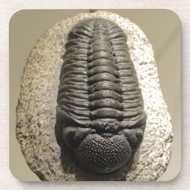 Posavasos Hermosa foto fósil trilobita de Phacops (Frente)