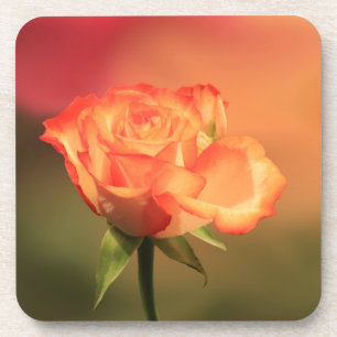 Posavasos Hermosa fotografía romántica de rosa