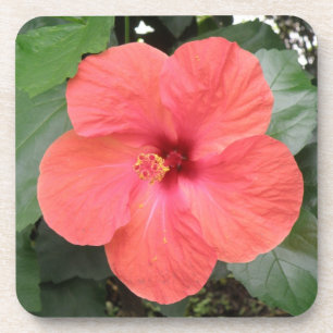 Posavasos Hermosa Naranja Hibiscus Flower Cork Coaster