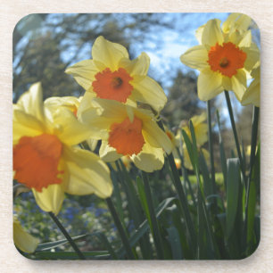 Posavasos Hermosa primavera amarilla, naranja daffodil flore