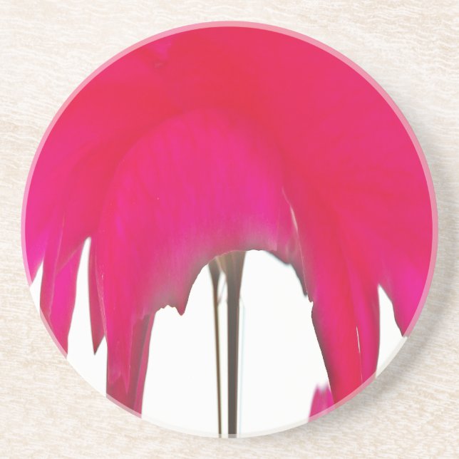 Posavasos Hermosa rosa roja asombrosa bajo el cielo blanco (Frente)