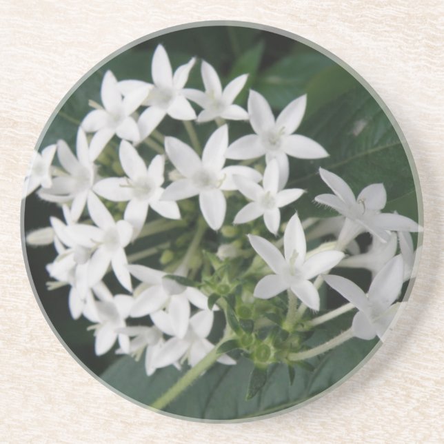 Posavasos Hermosas Flores Tropicales Blancas (Frente)