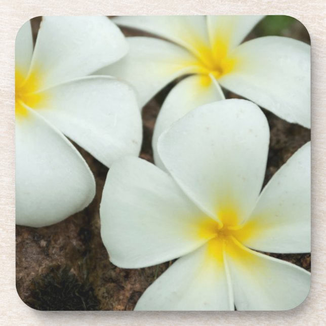 Posavasos Hermosas Flores Tropicales En El Pacífico Sur (Frente)